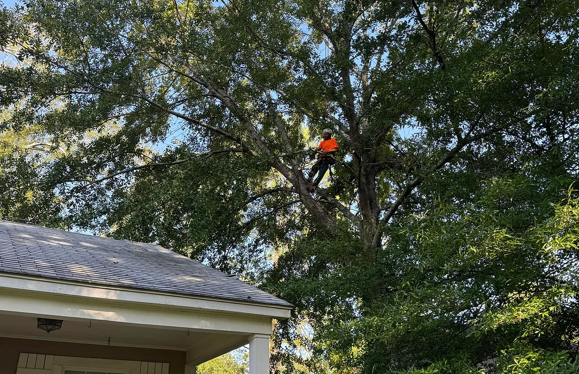 Tree trimming above a house | Dalton Tree Service | Tree Service Dalton